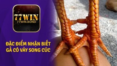 vảy gà song cúc