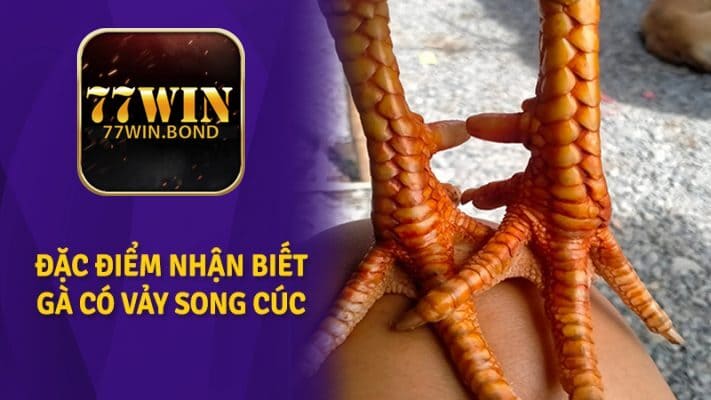 vảy gà song cúc